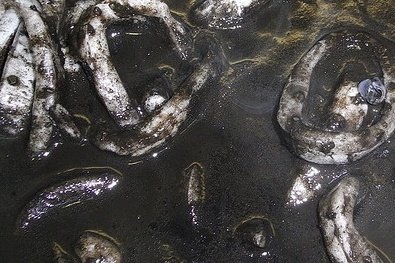 Foto de la receta de calamares en su tinta Receta de calamares en su tinta