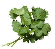 Foto de la receta de salsa de atún al cilantro Receta de salsa de atún al cilantro